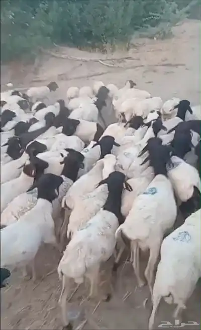 غنم بربري عرض خاص 3