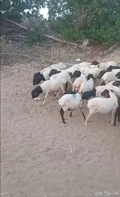 غنم بربري عرض خاص 1