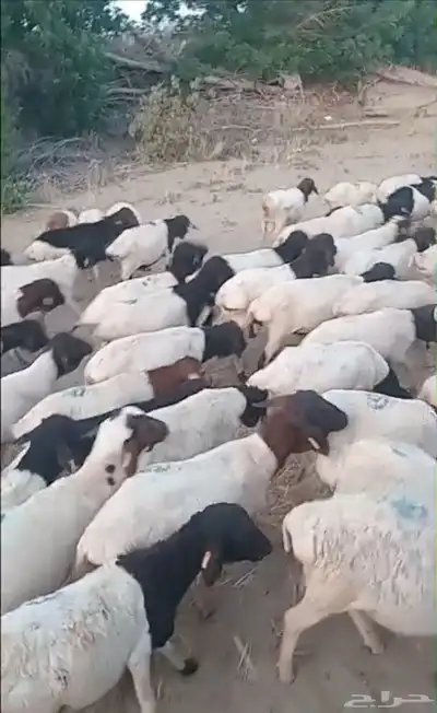 غنم بربري عرض خاص 5