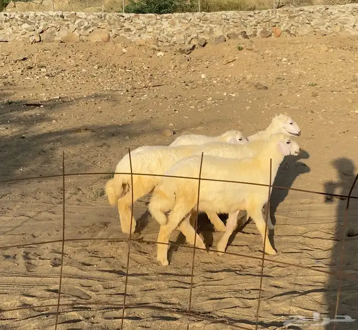 3 رخال وخروف طيبه وسمان ( تم البيع) 3