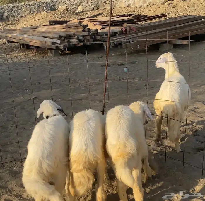 3 رخال وخروف طيبه وسمان ( تم البيع) 1