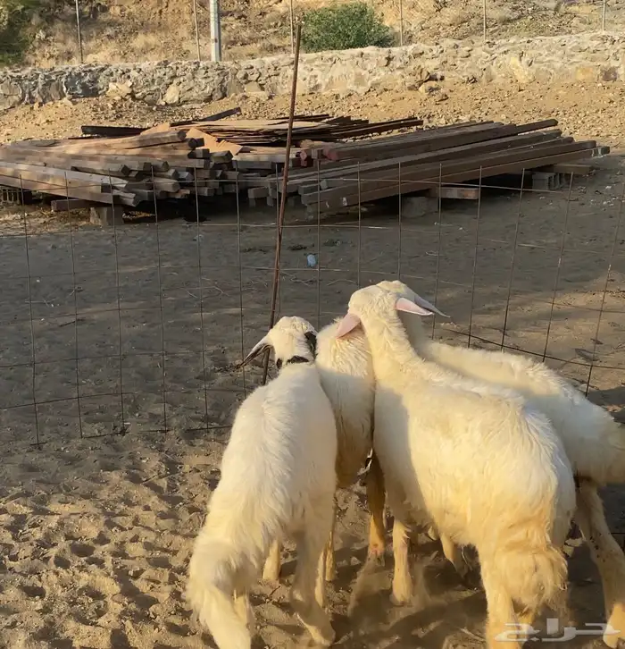 3 رخال وخروف طيبه وسمان ( تم البيع) 2