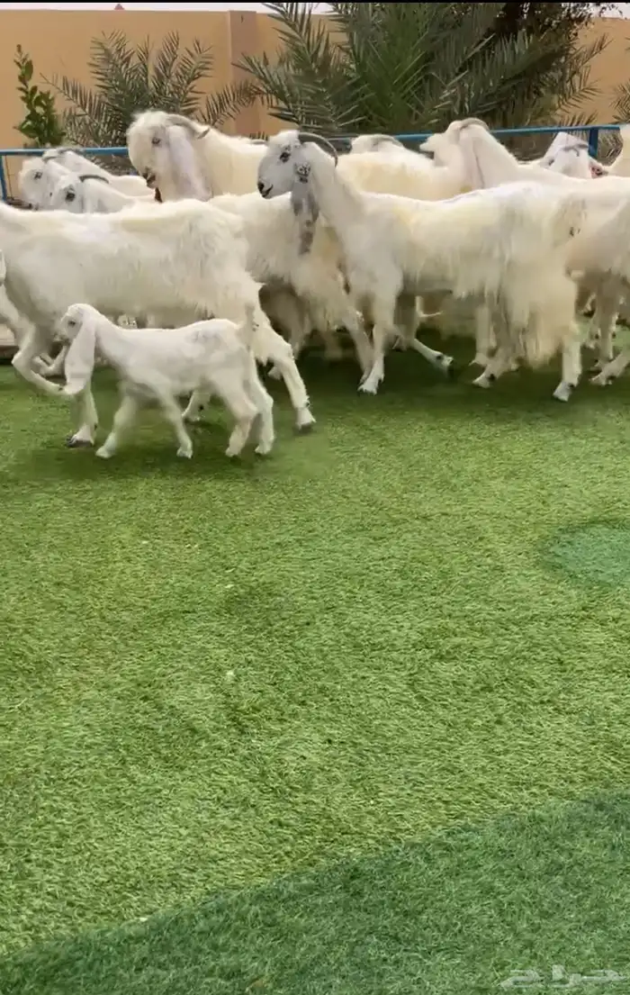 معزا مطورة بيض صنف خصم تم البيع 2