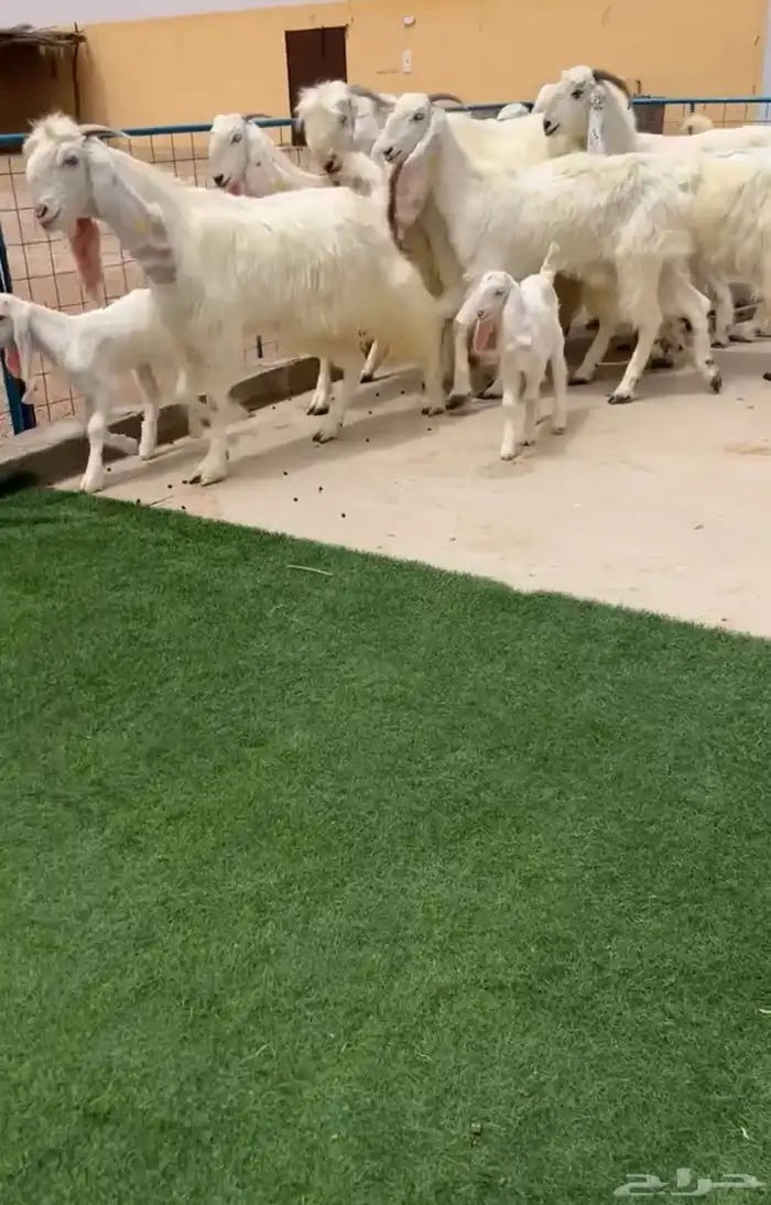 معزا مطورة بيض صنف خصم تم البيع 1
