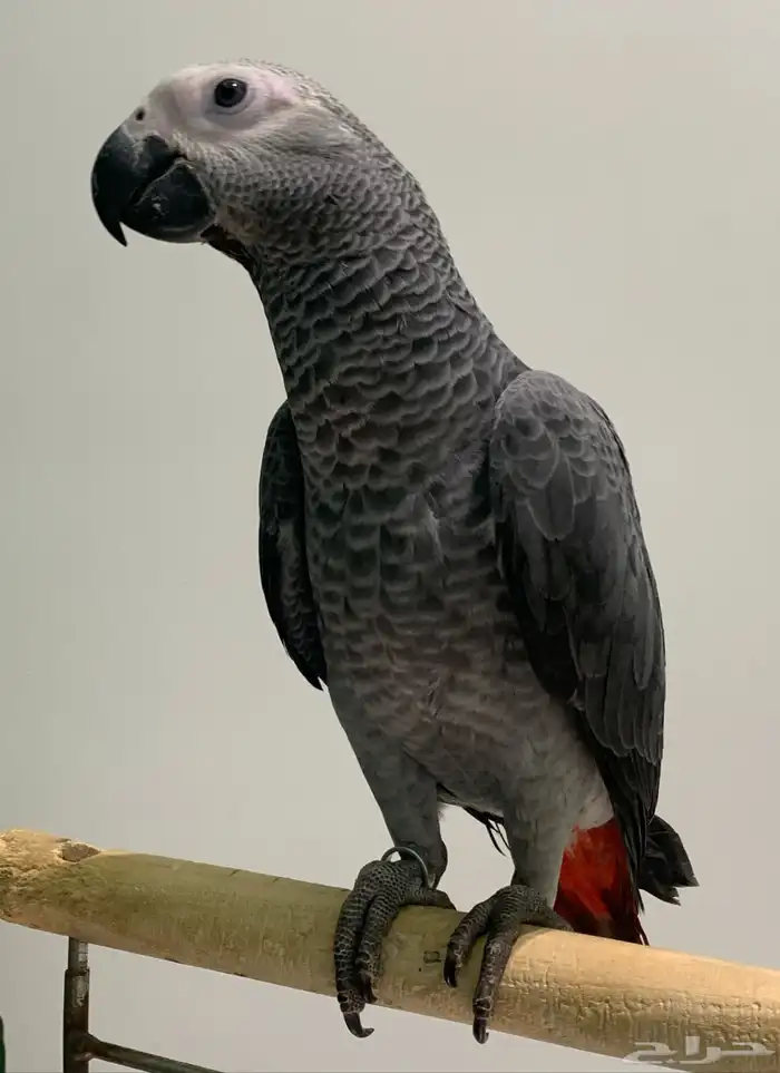 كاسكو كونغو افريقي سوبر سوبر سوبر جامبو 1