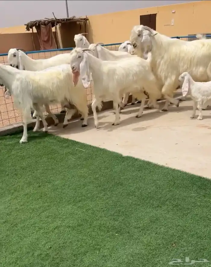 معزا مطورة بيض صنف خصم تم البيع 0