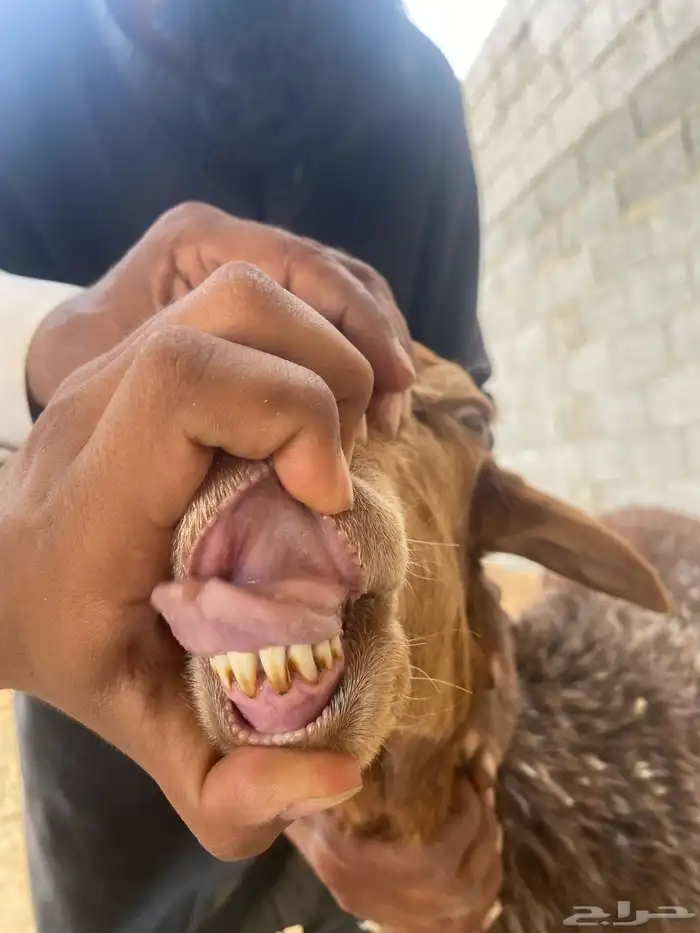جذعه نعيمي مهجنه وبنتها رخل الموقع هجرة الهواشله 2