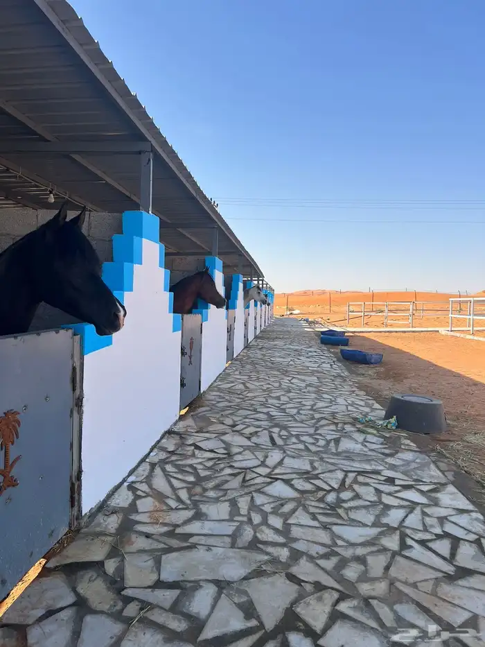 مربط خيل ايواء عسف تدريب 1