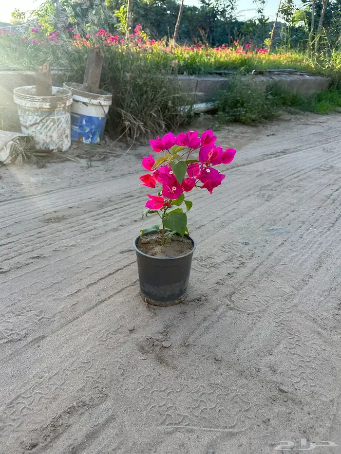 مشتلكم الموثوق لتوريد النباتات بالجملة للمشاريع الكبرى 8