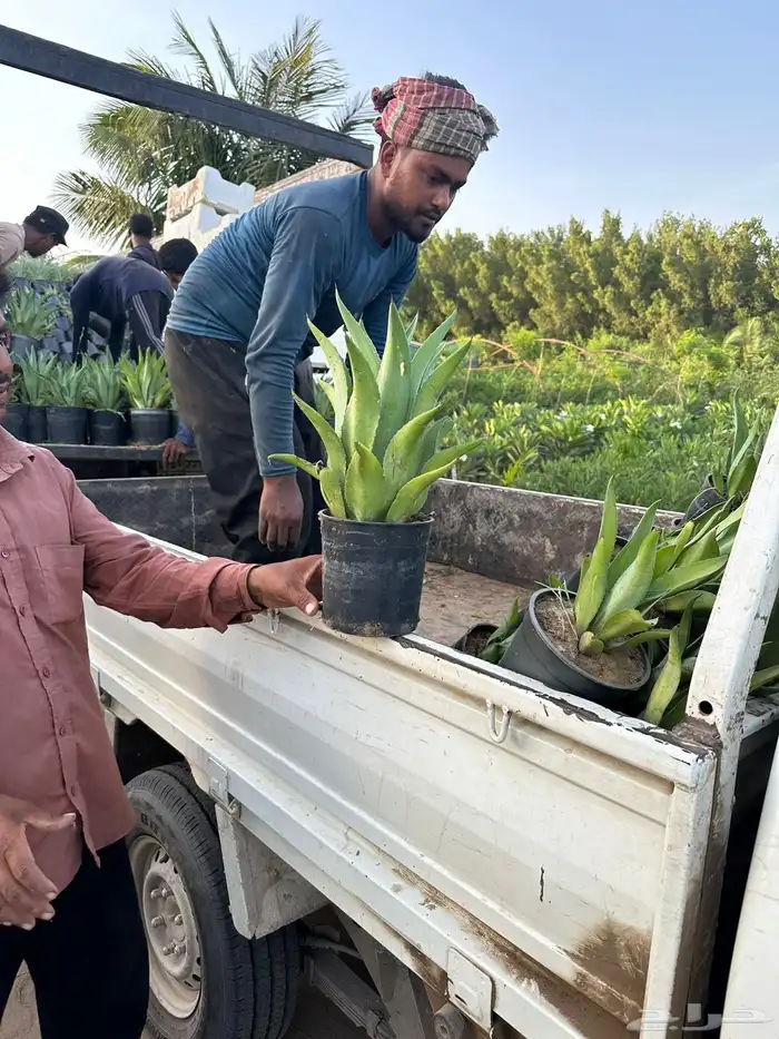 مشتلكم الموثوق لتوريد النباتات بالجملة للمشاريع الكبرى 7