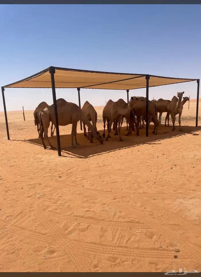 مضلات ابل ومضلات حلال 0