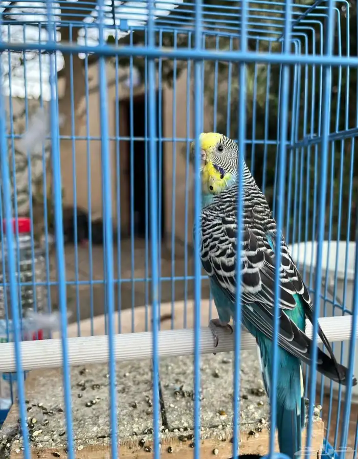 بادجي أنثى 0
