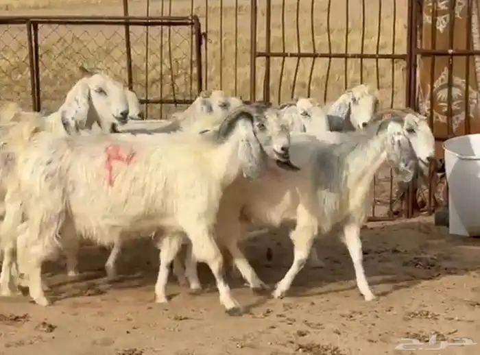 معزا مصريات متابيع طيبه عيالها ذبايح العدد 8 معها 8 1