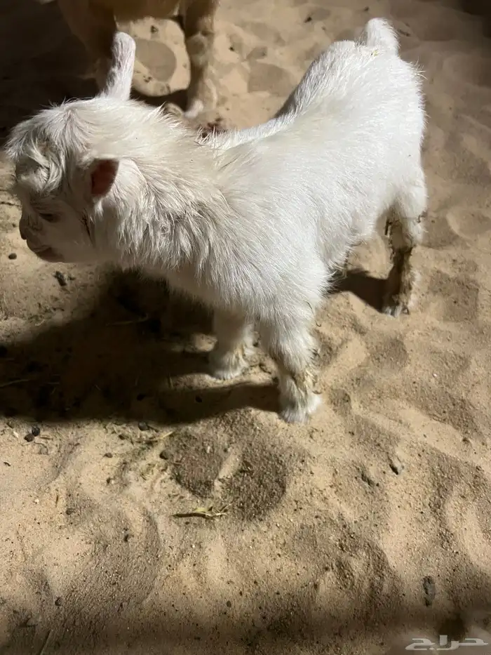 الاحساء المطيرفي 1