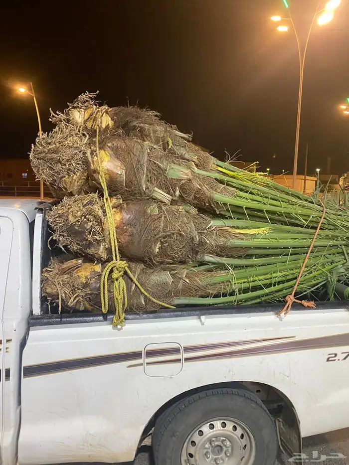 يوجد الدين نخل مثمر البيع جميع انواع النخيل 5