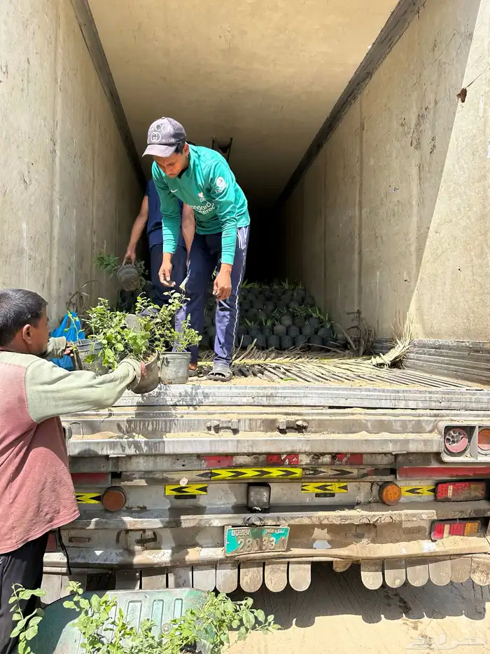مشتلكم الموثوق لتوريد النباتات بالجملة للمشاريع الكبرى 90