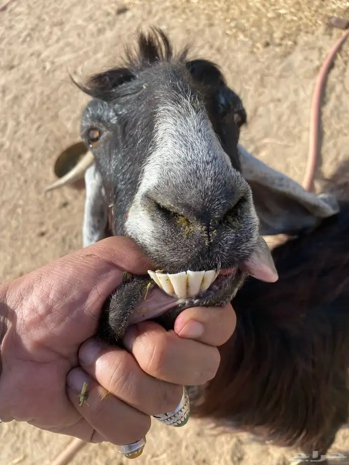 معزا متاومه تم البيع 2