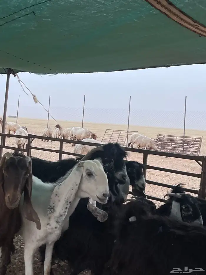 معزا دفيع 5