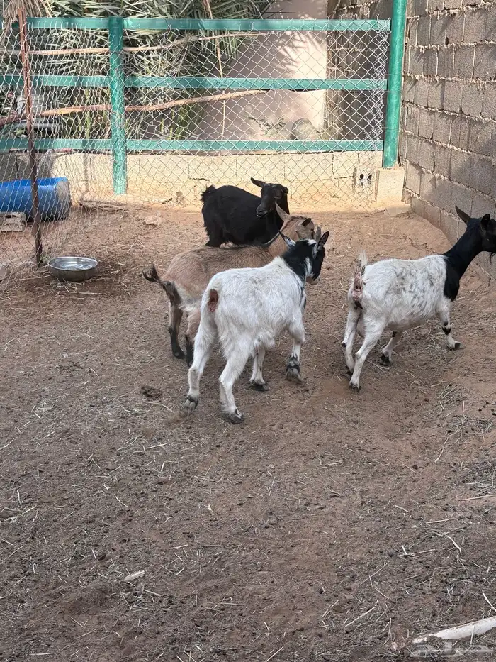 قزميات معزا وحلال كامل مراح واحد السبب عندك المقدره عل علف 1