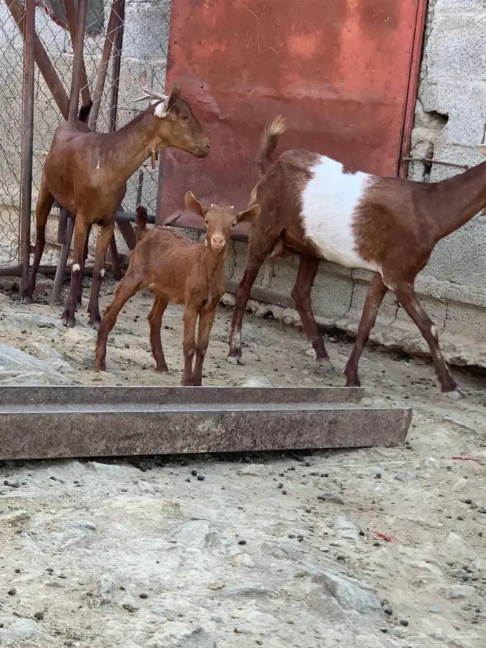 ماعز مقني تم البيع 3