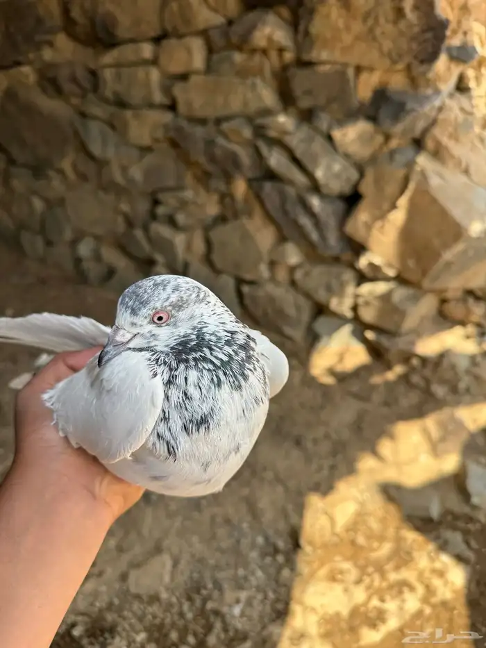 حمام باكستاني مطير خمس سعات متواصله الحد 40 4