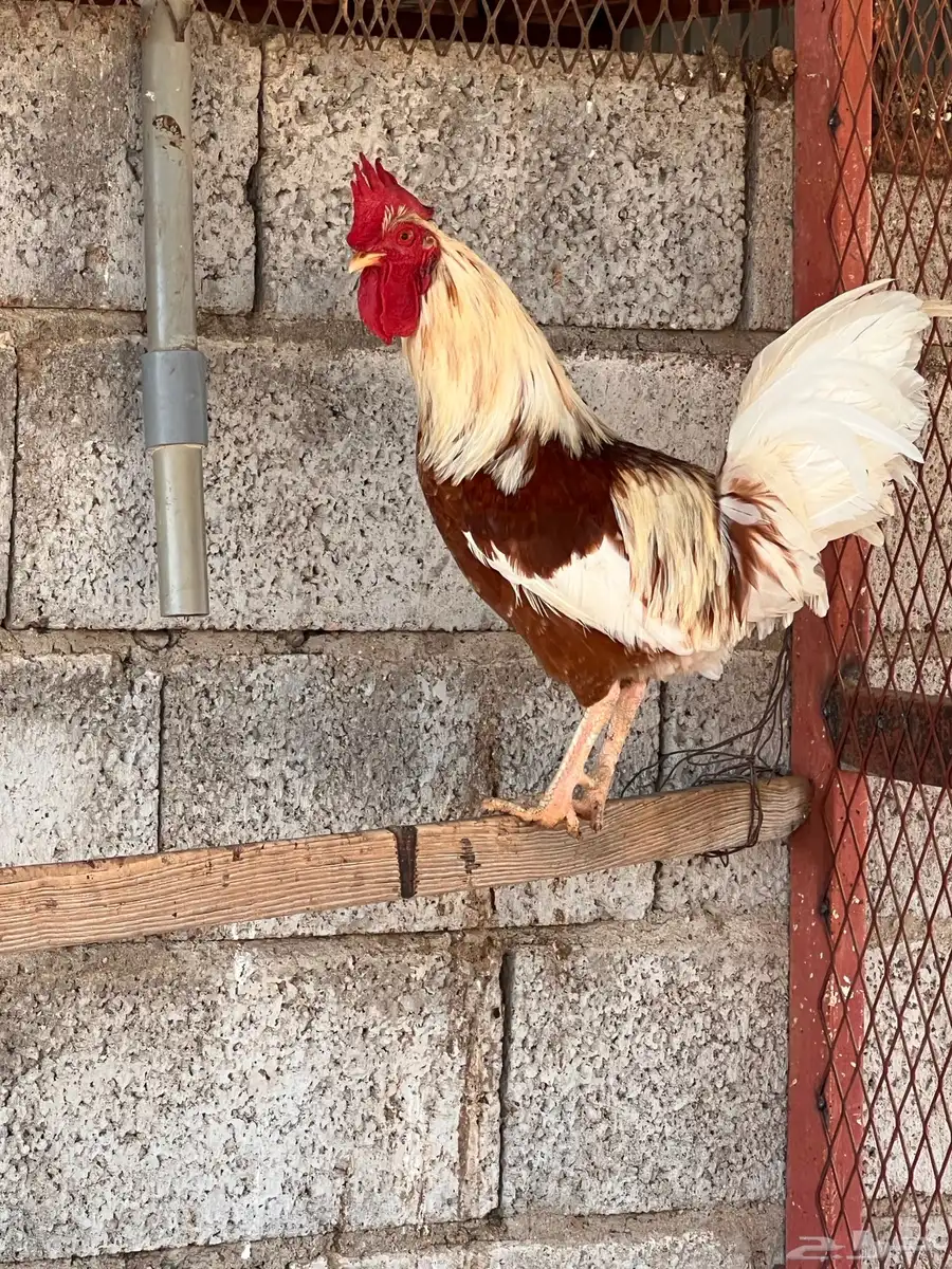 دجاج للبيع جمله 2