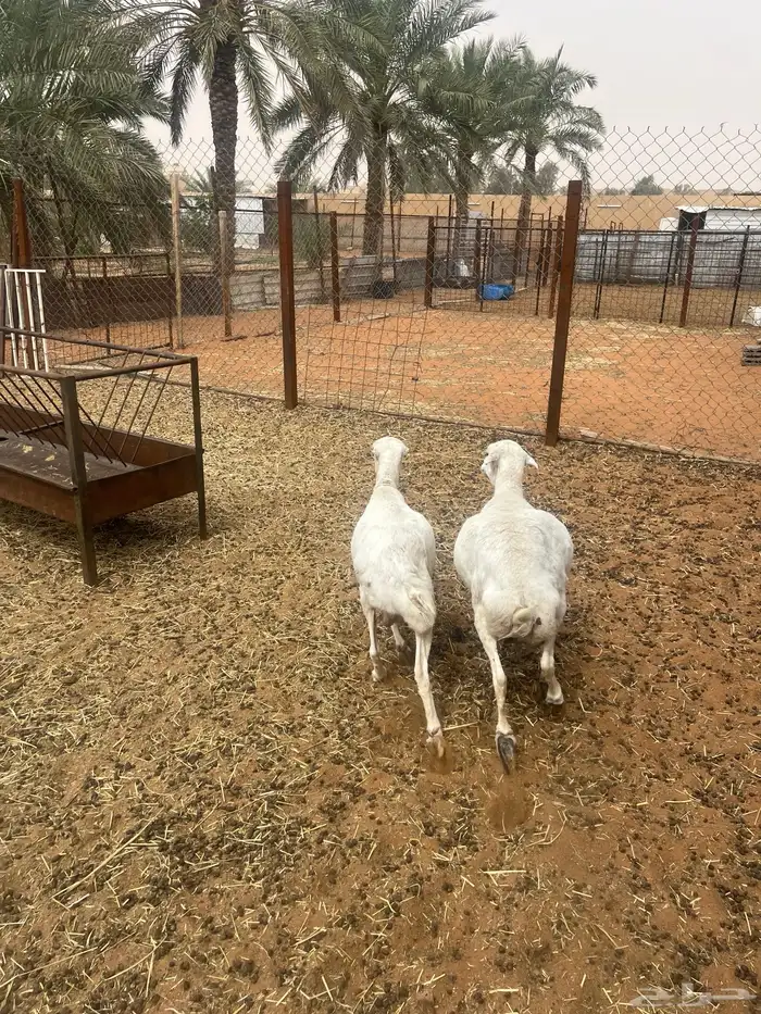 للبيع شياه رفيد 4