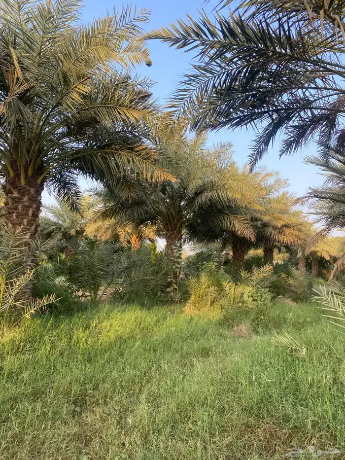 نخل روثانة ارتفاعات مختلفة حسب الطلب 2