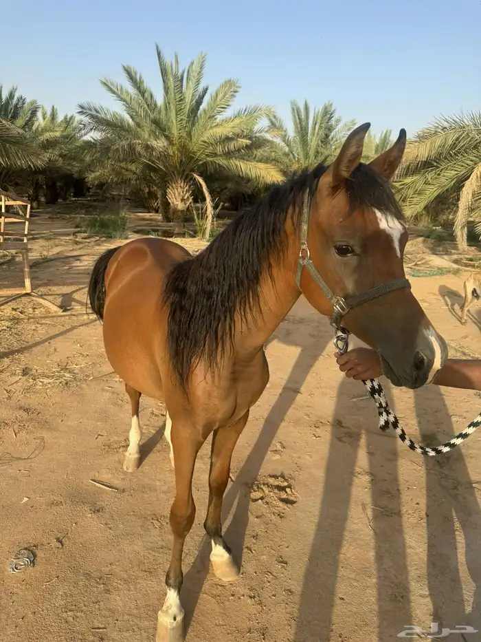 للبيع مهر جمال واهو 1