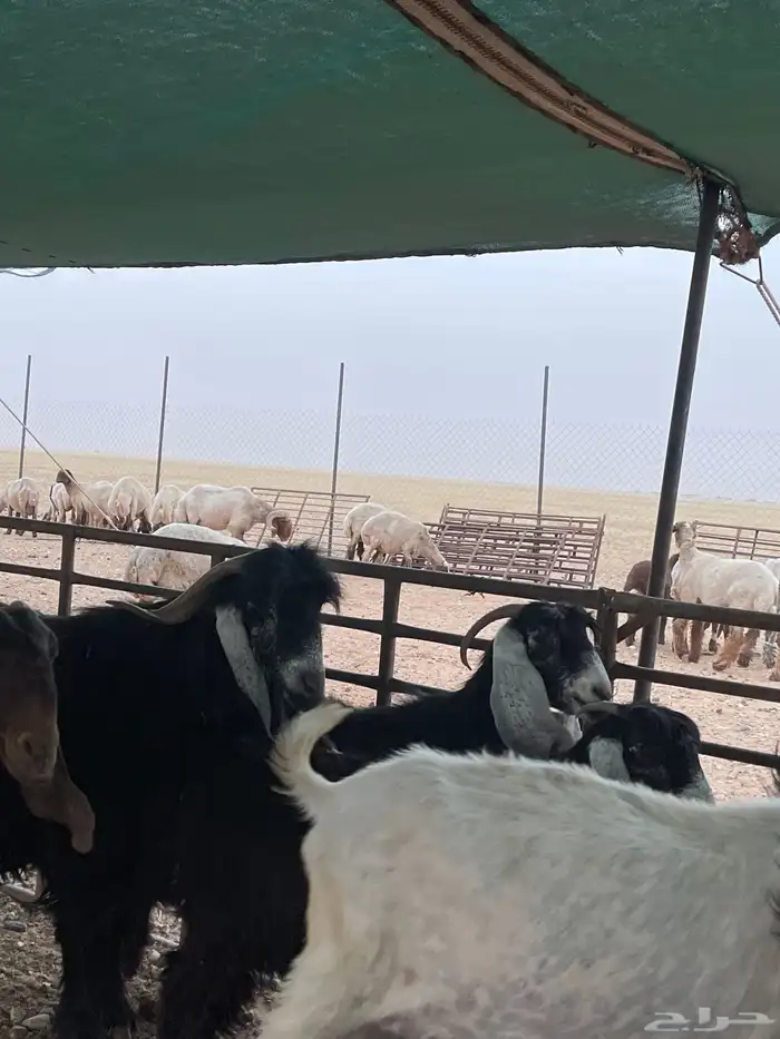 معزا دفيع 6