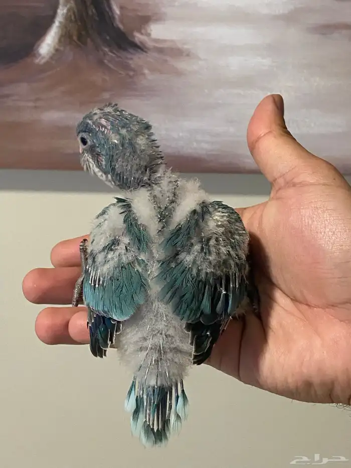 فرخ كويكر غر ( تم البيع ) 8