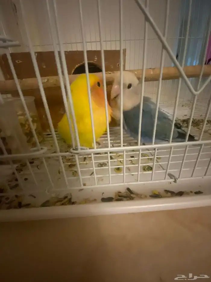 الببغاء 5