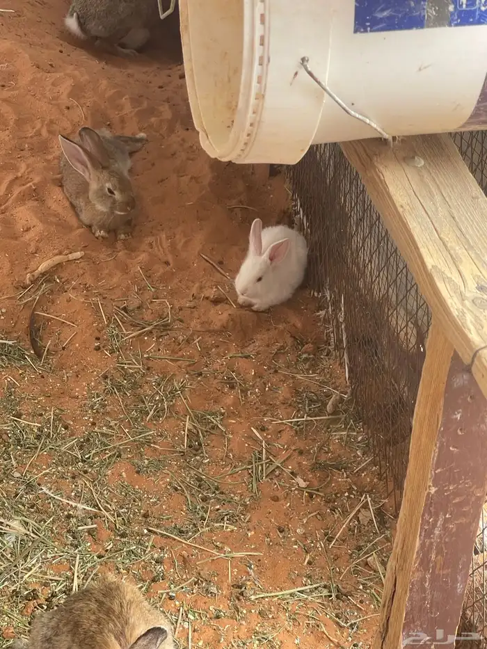 ارانب صغيره 0