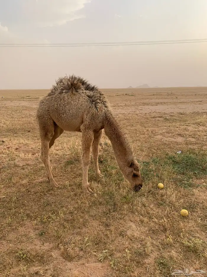 حوار لباني 3