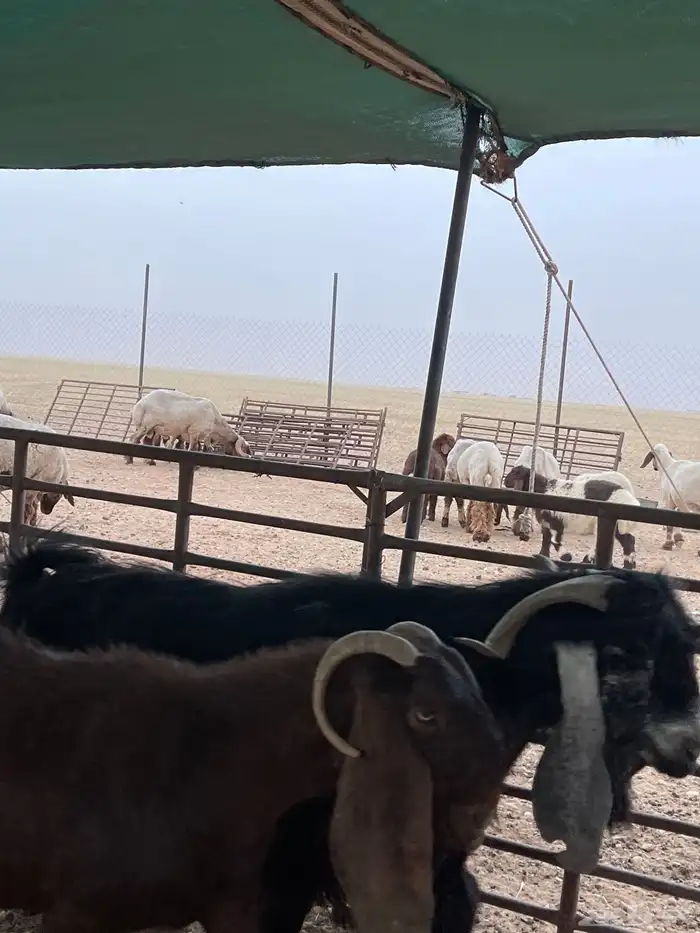 معزا دفيع 3