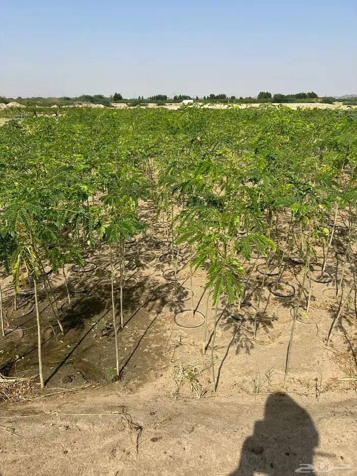 مشتلكم الموثوق لتوريد النباتات بالجملة للمشاريع الكبرى 26