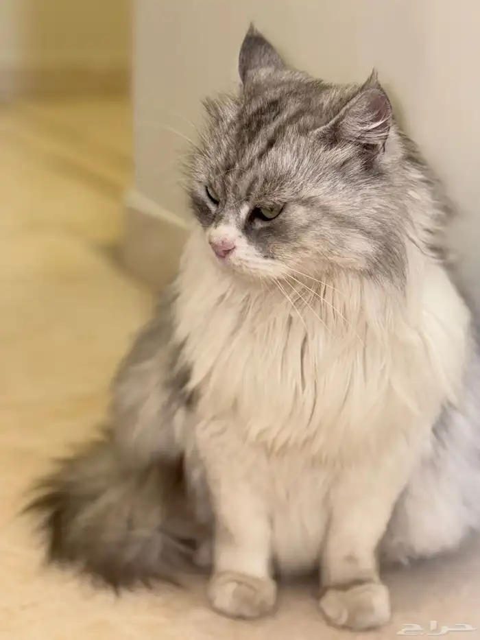 شيرازي 2