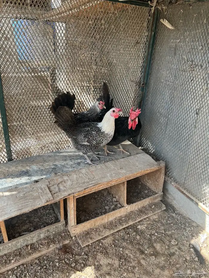 طقم دجاج 3