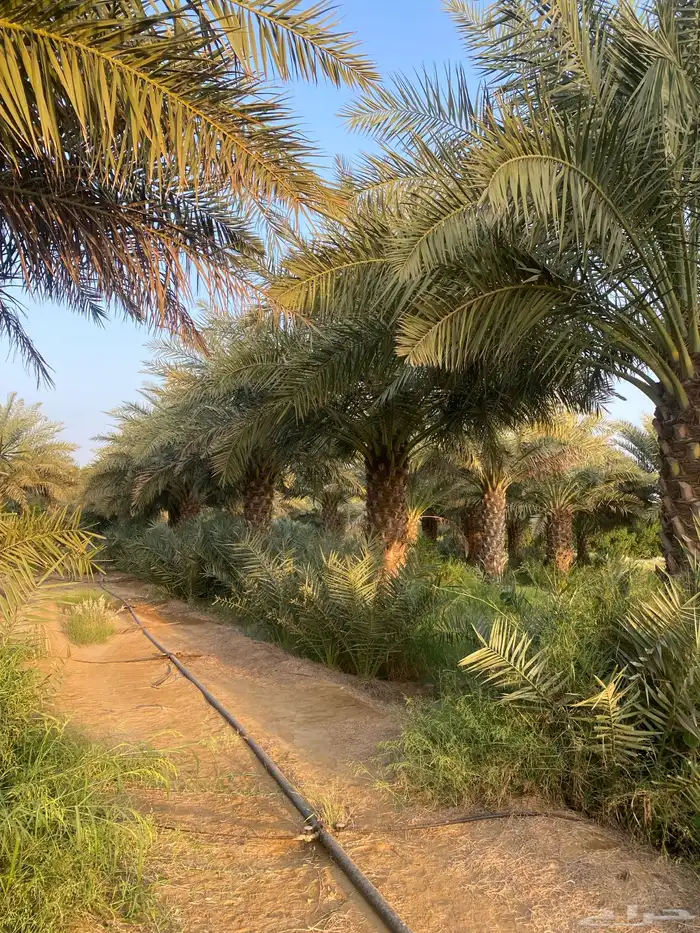 نخل روثانة ارتفاعات مختلفة حسب الطلب 4