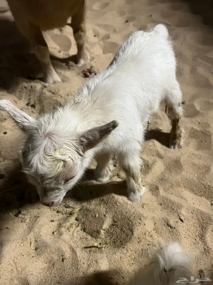 الاحساء المطيرفي 2