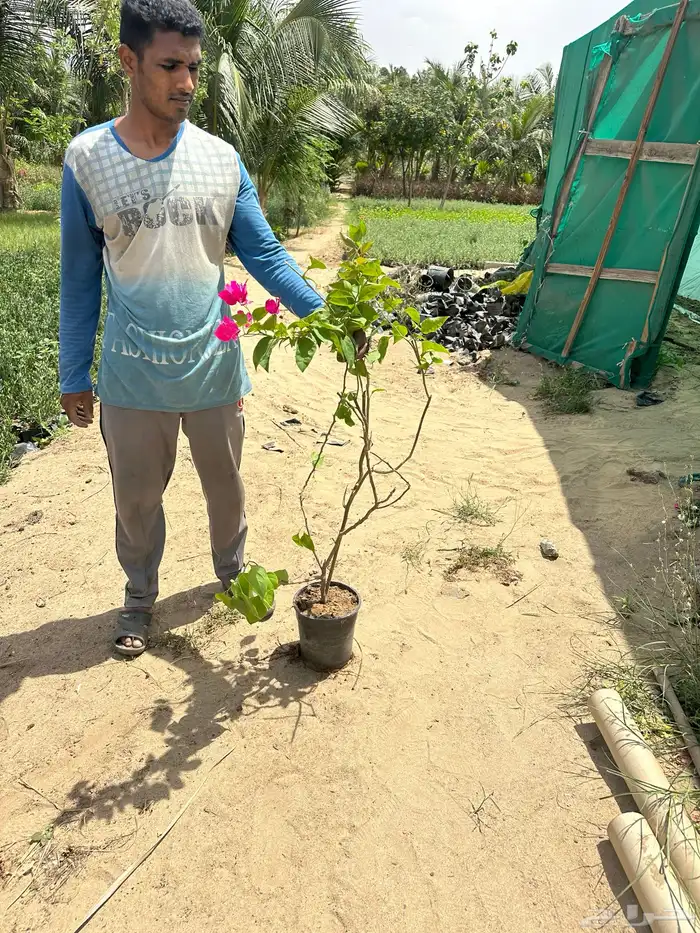مشتلكم الموثوق لتوريد النباتات بالجملة للمشاريع الكبرى 30