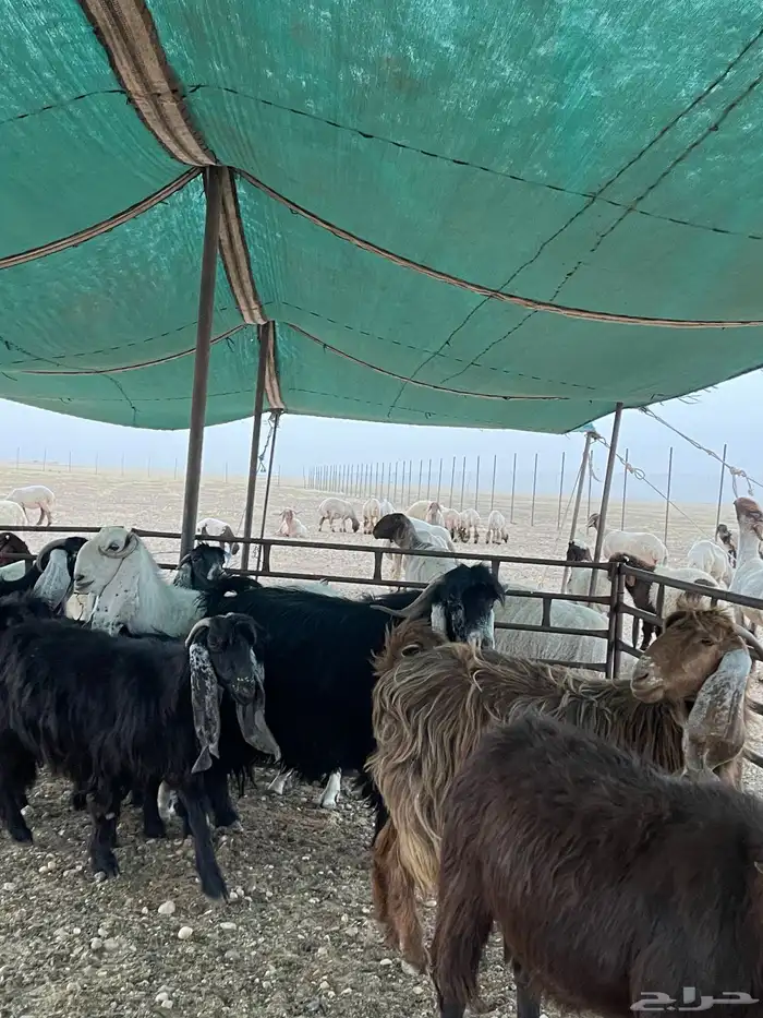 معزا دفيع 8