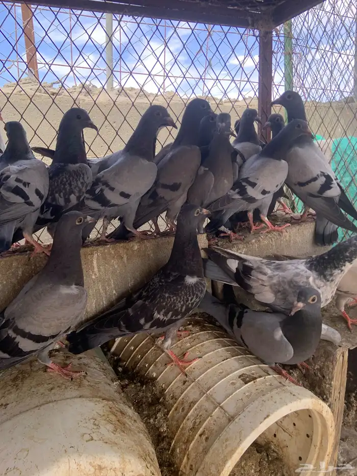 للبيع حمام زاجل طبات العدد 25 جوز 2