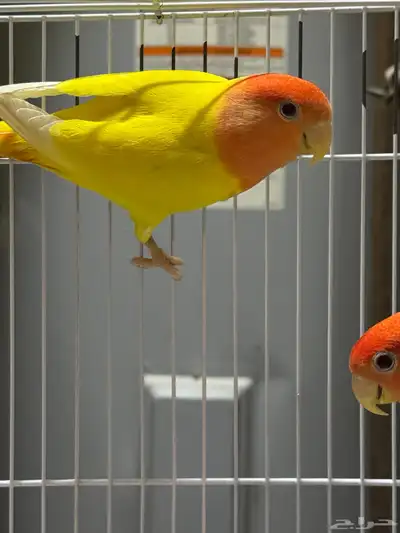 روز تم البيع 3