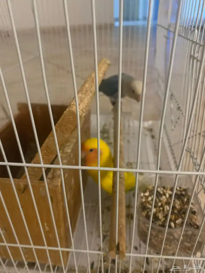 الببغاء 1
