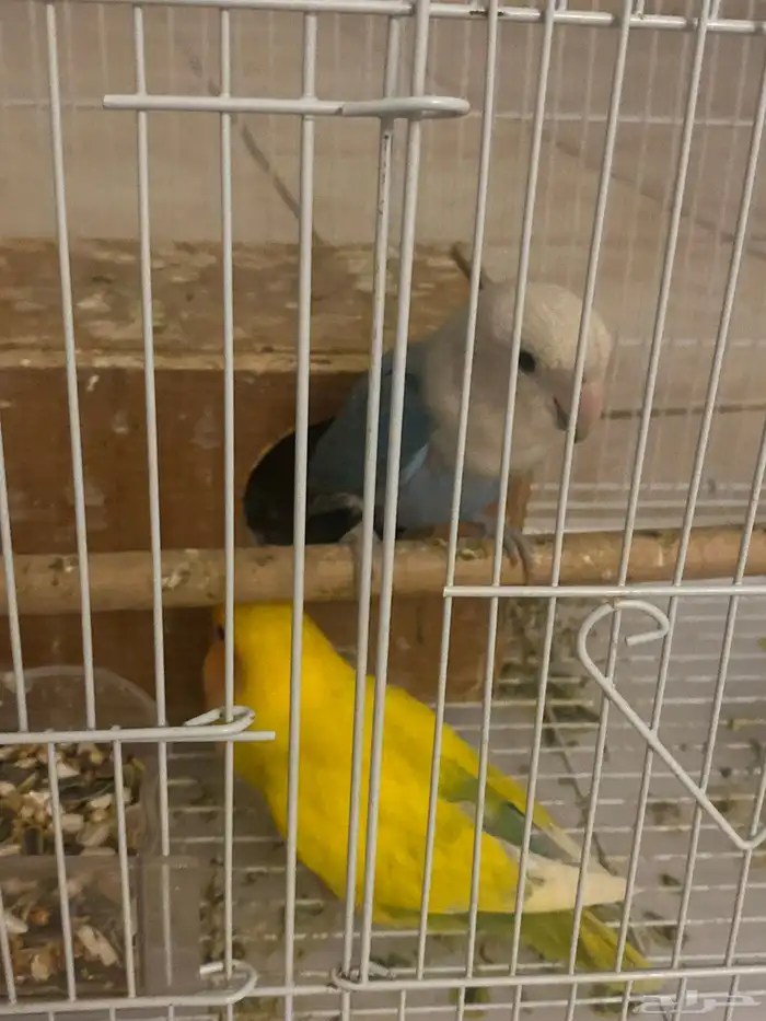 الببغاء 2