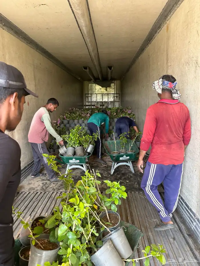 مشتلكم الموثوق لتوريد النباتات بالجملة للمشاريع الكبرى 98