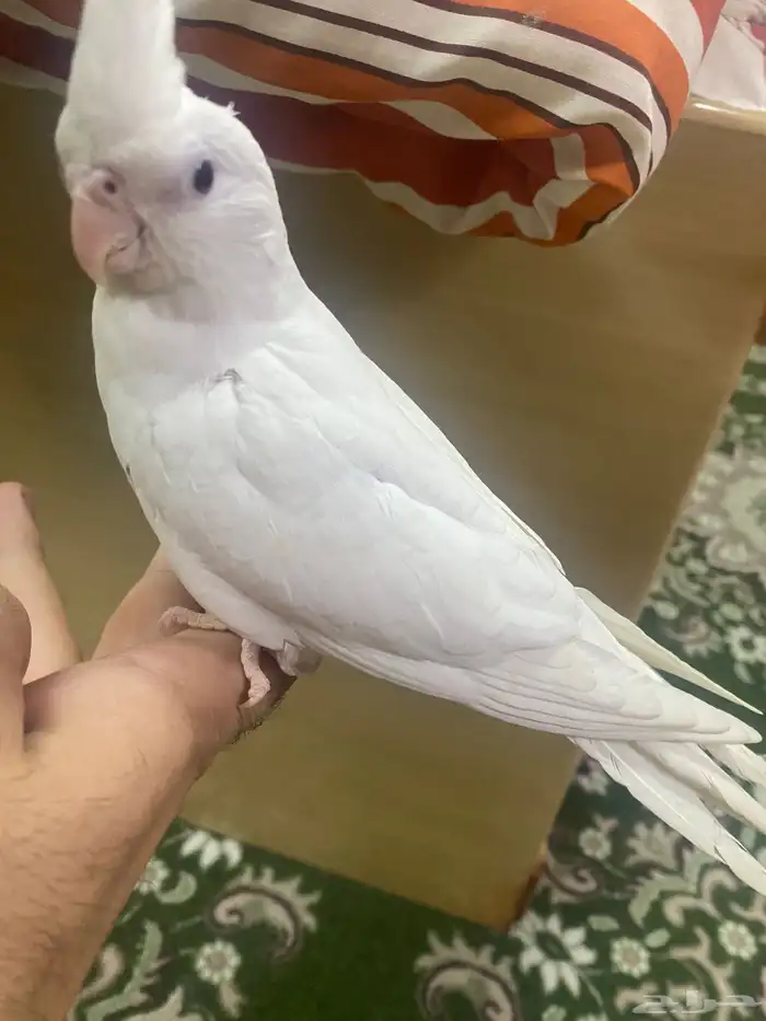كروان هولندي الليف انثى 11