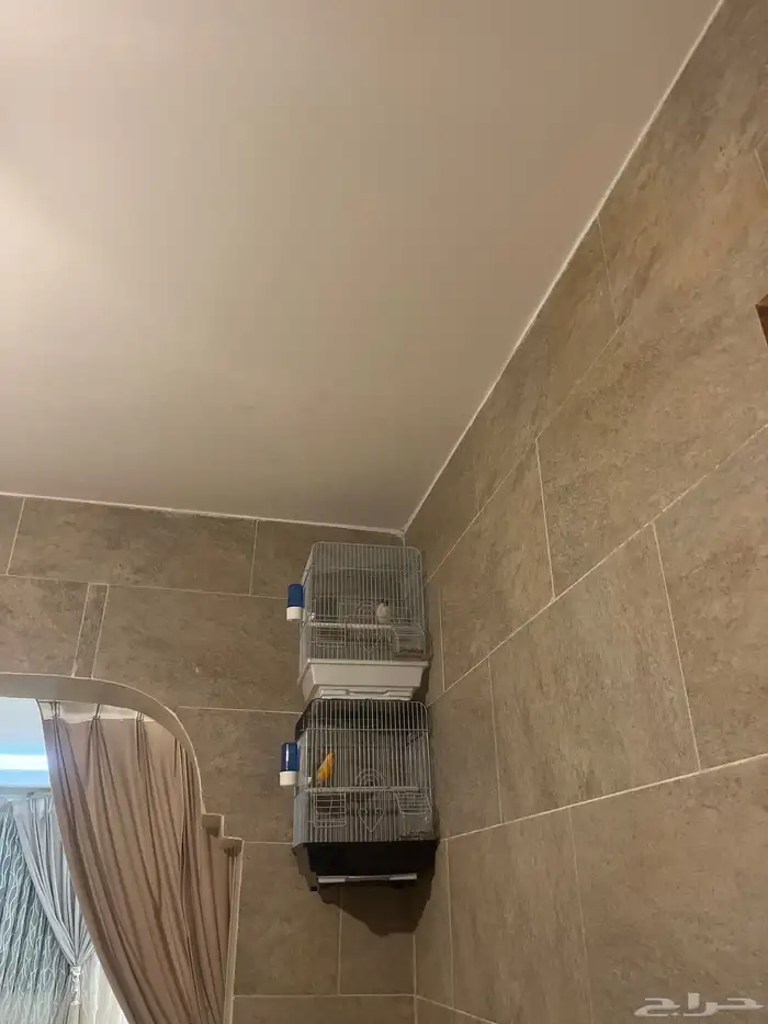 كناري سوري تغريد 0