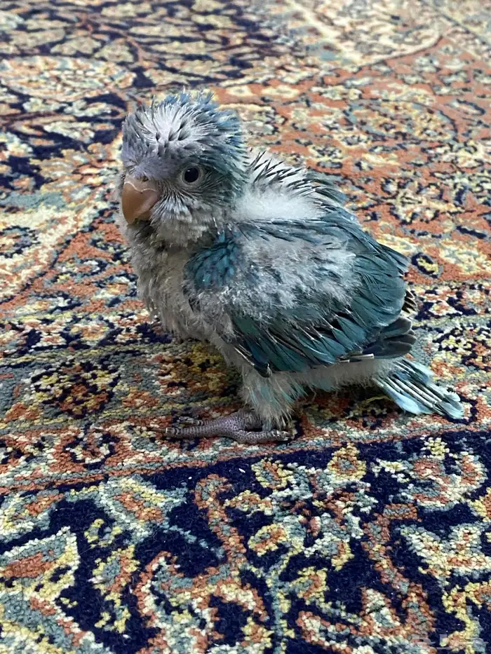 فرخ كويكر غر ( تم البيع ) 6